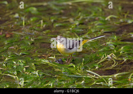 Bergeronnette des ruisseaux Motacilla cinerea femelle sur rivière Bure Aylsham Norfolk Banque D'Images