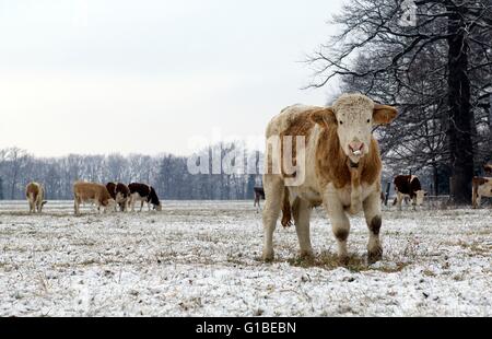 France, vaches montbéliardes exclusivement (Bos taurus) Calf en hiver Banque D'Images