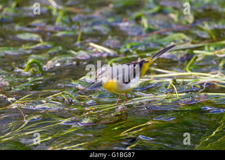 Bergeronnette des ruisseaux Motacilla cinerea femelle sur rivière Bure Aylsham Norfolk Banque D'Images