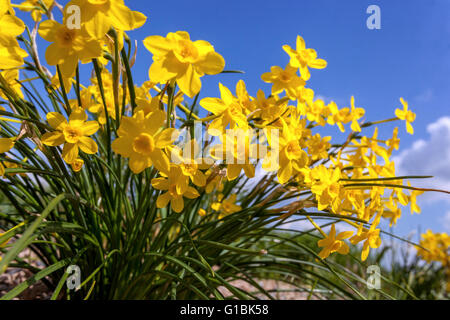 Narcissus jonquilla Bébé 'lune' Banque D'Images