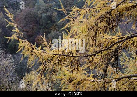 Cônes et feuillage de l'automne de Larix kaempferi mélèze du Japon, Pays de Galles, Royaume-Uni Banque D'Images
