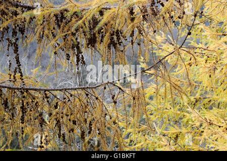 Cônes et feuillage de l'automne de Larix kaempferi mélèze du Japon, Pays de Galles, Royaume-Uni Banque D'Images