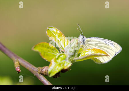 Blanc veiné de vert (Pieris napi) papillon sur aplle-arbre. Banque D'Images