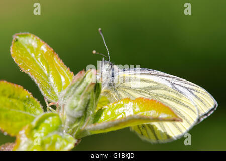 Blanc veiné de vert (Pieris napi) papillon sur aplle-arbre. Banque D'Images
