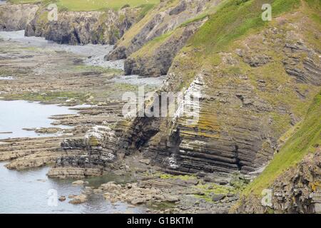 Penderi colonie de cormorans, Ceredigion, pays de Galles, Royaume-Uni Banque D'Images