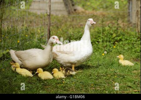 Jeunes mamans et canetons de Muscovy , pays de Galles, Royaume-Uni Banque D'Images