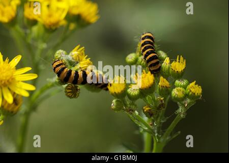 Les chenilles de papillon de cinabre, Tyria jacobaeae sur l'alimentation, le séneçon Senecio jacobaea, Pays de Galles, Royaume-Uni Banque D'Images