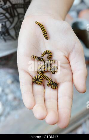 Enfant tenant de chenilles de papillon de cinabre, Tyria jacobaeae, Pays de Galles, Royaume-Uni Banque D'Images