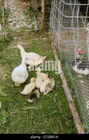 Les jeunes canetons de barbarie et les mères de mâle dans un enclos séparé pour éviter la prédation, le Pays de Galles, Royaume-Uni. Banque D'Images