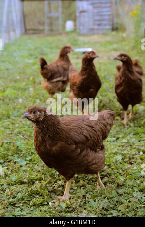 Les jeunes pure race Rhode Islsnd Red poulettes, poules, poulets, Pays de Galles, Royaume-Uni Banque D'Images