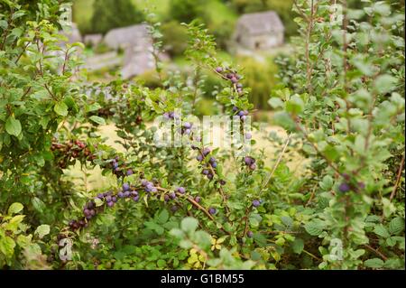 Damsons sauvage Prunus domestica subsp. insititia dans une haie, Pays de Galles, Royaume-Uni Banque D'Images