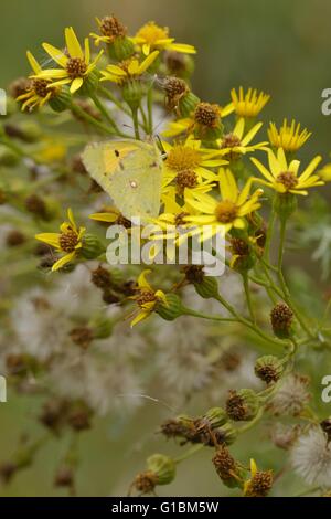 Colias croceus, assombri papillon jaune se nourrit de Senecio jacobaea, séneçon jacobée, Pays de Galles, Royaume-Uni Banque D'Images