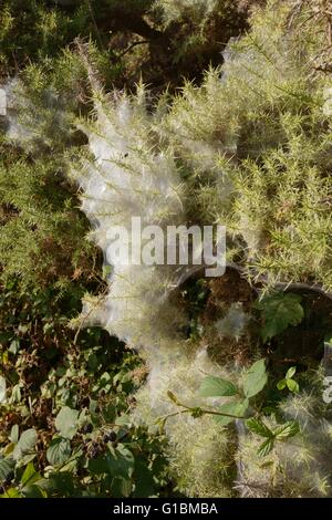 D'Araignée webs coating l'ajonc d'arbustes à l'automne, Pays de Galles, Royaume-Uni Banque D'Images