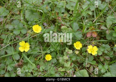 Tormentille, Potentilla erecta, Pays de Galles, Royaume-Uni Banque D'Images