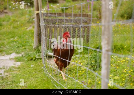 Pure race Rhode Island Red Rooster, Pays de Galles, Royaume-Uni Banque D'Images