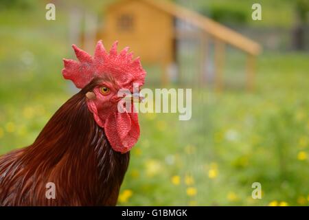 Pure race Rhode Island Red Rooster, Pays de Galles, Royaume-Uni Banque D'Images