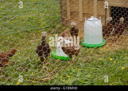 Les jeunes, de pure race poules Rhode Island Red Banque D'Images