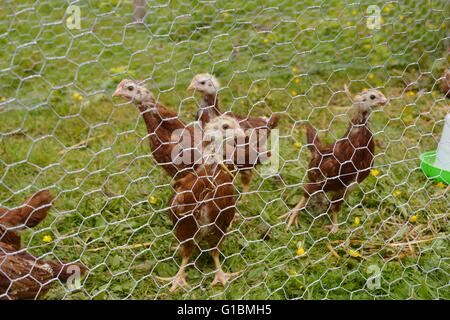 Les jeunes, de pure race poules Rhode Island Red Banque D'Images