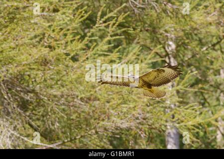 Buzzard, Buteo buteo en vol, Pays de Galles, Royaume-Uni Banque D'Images