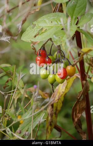 La morelle douce-amère ou Woody, Solanum dulcumara les baies, Galles, Royaume-Uni Banque D'Images