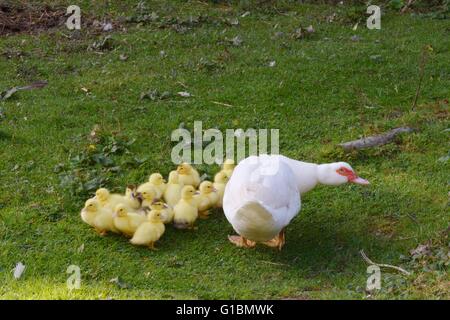 Femelle de canard de Muscovy avec jeunes canetons, pays de Galles, Royaume-Uni Banque D'Images
