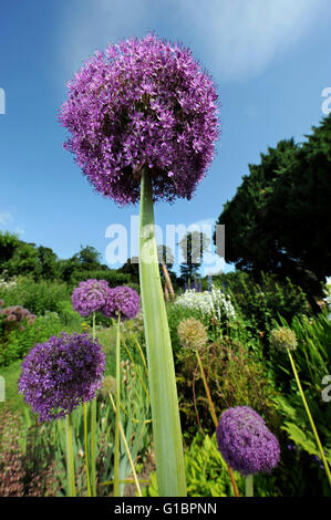 L'allium Globemaster dans une frontière herbacées dans un jardin de campagne anglaise, UK Banque D'Images