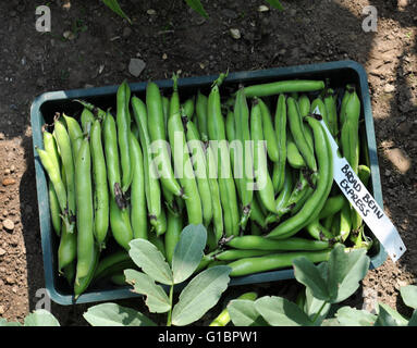 Gros haricots fraîchement cueillis (Express) dans un jardin de Worcestershire UK Banque D'Images