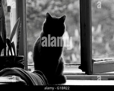 Silhouette de chat sur la fenêtre en noir et blanc Banque D'Images