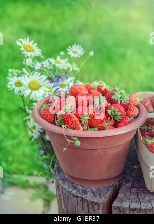 L'été frais mûrs strawberrys pour manger sainement et le parti Banque D'Images