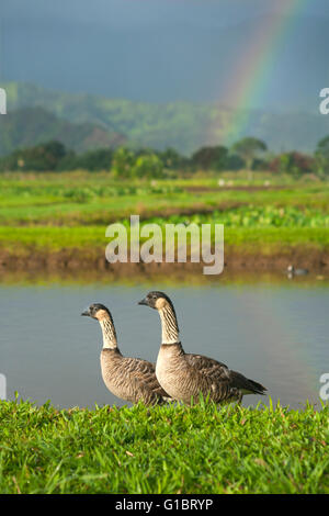 Nēnē ou Hawaiian Goose (Branta sandvicensis), en voie de disparition, National Wildlife Refuge d'Hanalei, Kauai, Hawaii Banque D'Images