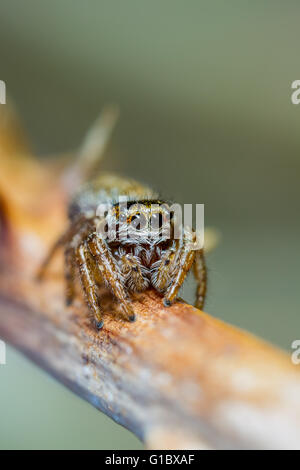 Evarcha falcata jumping spider hunting sur dead bramble Banque D'Images