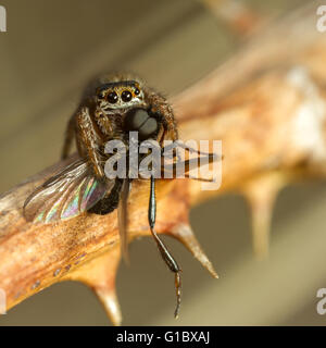 Evarcha falcata jumping spider hunting sur dead bramble, espèces proies avec Bibio fly Banque D'Images