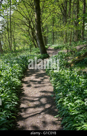 Chemin à travers l'ail sauvage à côté de la piscine fût à Etherow country park, Stockport, Angleterre. Banque D'Images