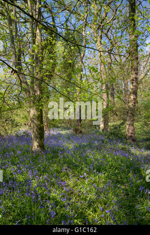 Une superbe journée de printemps dans les bois à Etherow country park, Stockport, Angleterre. Fleurs jacinthes sous les arbres. Banque D'Images