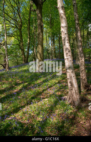 Les ombres des arbres sur un tapis de jacinthes à Etherow country park, Stockport, Angleterre. Banque D'Images