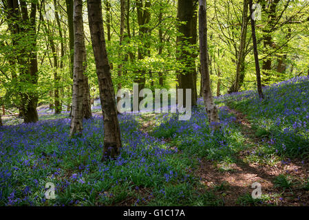 Les couleurs vert et bleu vibrant dans un anglais bluebell wood à Etherow country park, Stockport, Angleterre. Banque D'Images