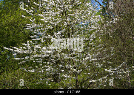 Fleurs de cerisier sauvage dans les bois à Etherow country park, Stockport, Angleterre sur une journée de printemps ensoleillée. Banque D'Images