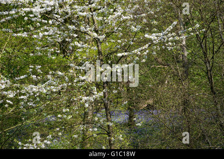 Fleurs de cerisier sauvage dans les bois à Etherow country park, Stockport, Angleterre sur une journée de printemps ensoleillée. Banque D'Images