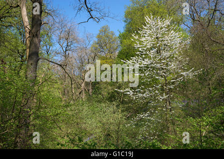 Fleurs de cerisier sauvage dans les bois à Etherow country park, Stockport, Angleterre sur une journée de printemps ensoleillée. Banque D'Images