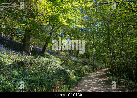 Chemin dans Etherow Country Park, en Angleterre, en printemps avec soleil pommelé et jacinthes. Banque D'Images