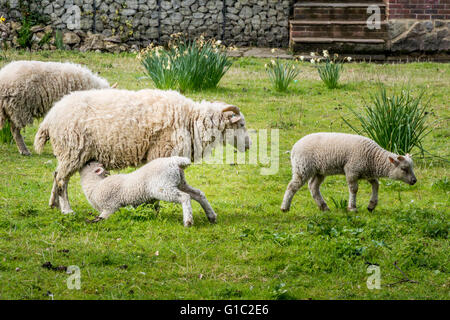 Moutons dans un verger avec un agneau de lait de brebis la Banque D'Images