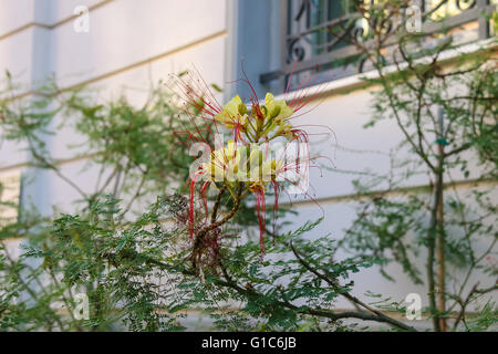 Fleurs de Yellow bird-of-paradise Caesalpinia gilliesii (arbre) Banque D'Images