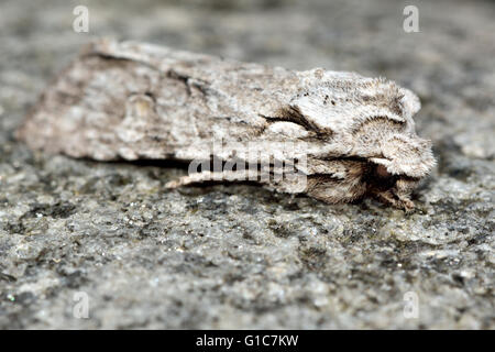 L'épaule gris noeud-papillon (Lithophane ornitopus). Dans l'insecte de la famille des Noctuidae, le plus grand de la famille de papillons Banque D'Images