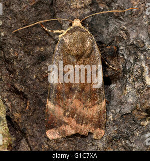 Large moindre-ailes jaune bordé d'amphibien (Noctua janthe), dans la famille des Noctuidae Banque D'Images