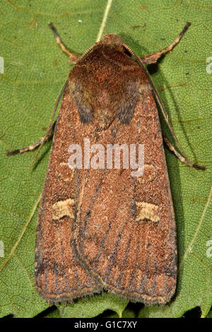 Square-spot (espèce rustique Cette xanthographa). Dans l'insecte de la famille des Noctuidae, le plus grand de la famille de papillons Banque D'Images