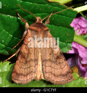 6-bar d'espèce rustique (cette sexstrigata). Dans l'insecte de la famille des Noctuidae, le plus grand de la famille de papillons Banque D'Images