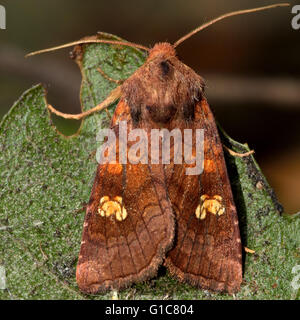 Espèce d'oreille (oculea Amphipoea). Dans l'insecte de la famille des Noctuidae, le plus grand de la famille de papillons Banque D'Images