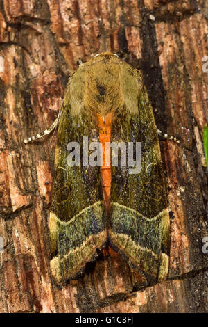 De vastes ailes jaune bordé d'amphibien (Noctua fimbriata). Dans l'insecte de la famille des Noctuidae Banque D'Images