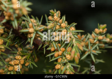 Juniper Juniperus Banque D'Images