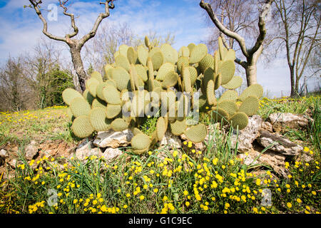 Cactus spontanée dans le climat méditerranéen du sud de l'Italie. Banque D'Images